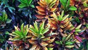 Kroton to bardzo piękna i dość popularna w naszym kraju roślina doniczkowa.