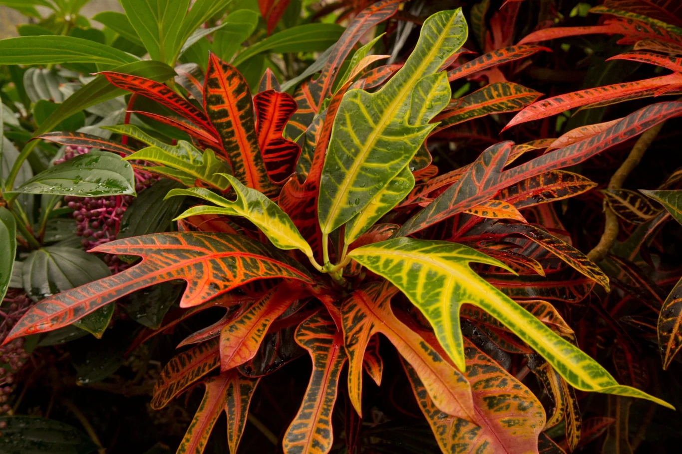 Krotony są bardzo wrażliwe na wszelkie wahania - w podlewaniu, oświetleniu, czy temperaturze