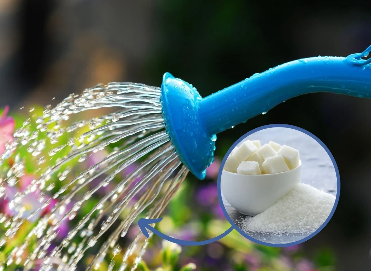 Cukier może zarówno pomóc w odżywieniu roślin, jak i pozbyciu się denerwujących szkodników