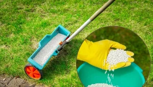 Nawożenie trawnika jest ważnym elementem jego pielęgnacji.