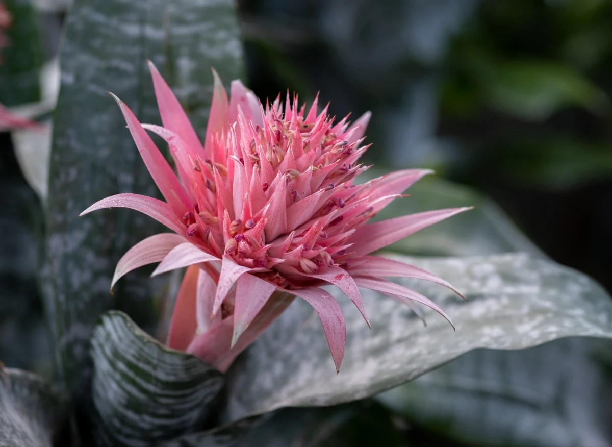 Echmea jest niezwykle oryginalną rośliną ozdobną