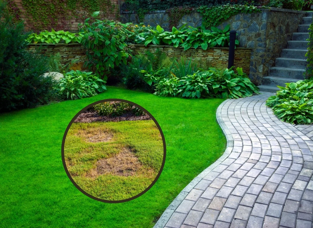 Dość częstym problemem, na który uskarżają się właściciele przydomowych trawników, są charakterystyczne, nieestetyczne dziury w trawniku