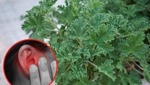 Anginka posiada właściwości łagodzące bół ucha i przeziębienie.