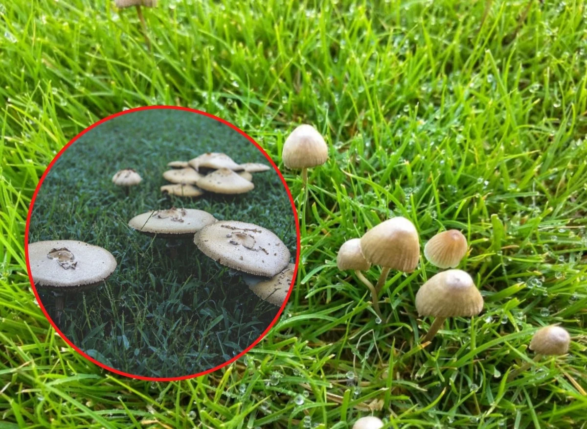 Istnieje kilka sposobów na pozbycie się grzybów na trawniku