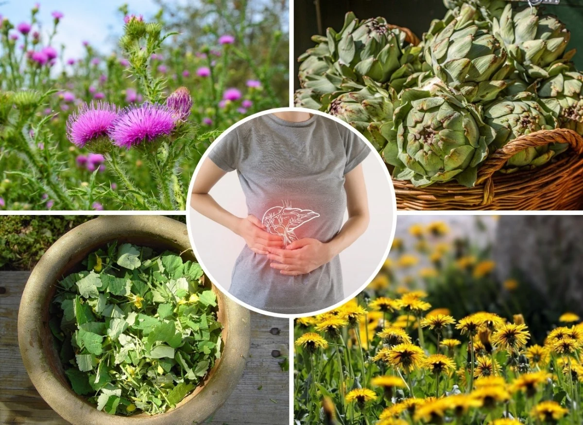 Istnieją zioła, które pomagają skutecznie łagodzić ból wątroby