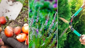 We wrześniu pamiętaj o tych pracach ogrodowych. Pomoże ci kalendarz ogrodnika!