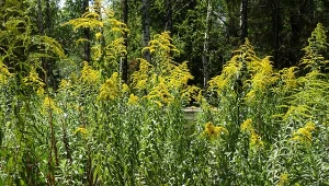 Jak pozbyć się nawłoci kanadyjskiej z ogrodu?