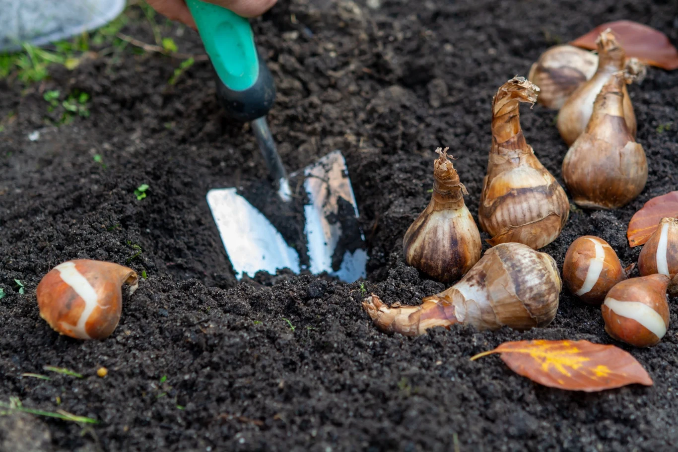 Tym, co robimy we wrześniu w ogrodzie, jest sadzenie kwiatów cebulowych