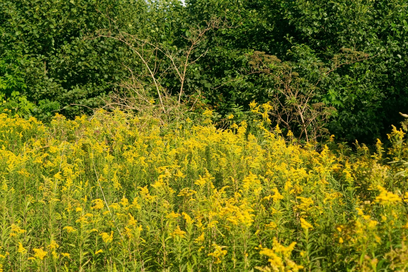 Nawłoć kanadyjska porasta łąki, pastwiska, zarośla czy obrzeża lasów