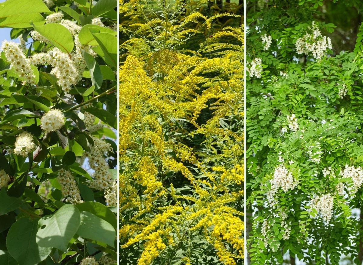 Gatunki inwazyjne przyczyniają się do zaburzenia naturalnej równowagi w przyrodzie