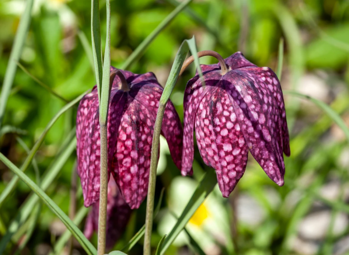 Szachownica kostkowata sprawdza się na zacienionych rabatach i przy oczkach wodnych