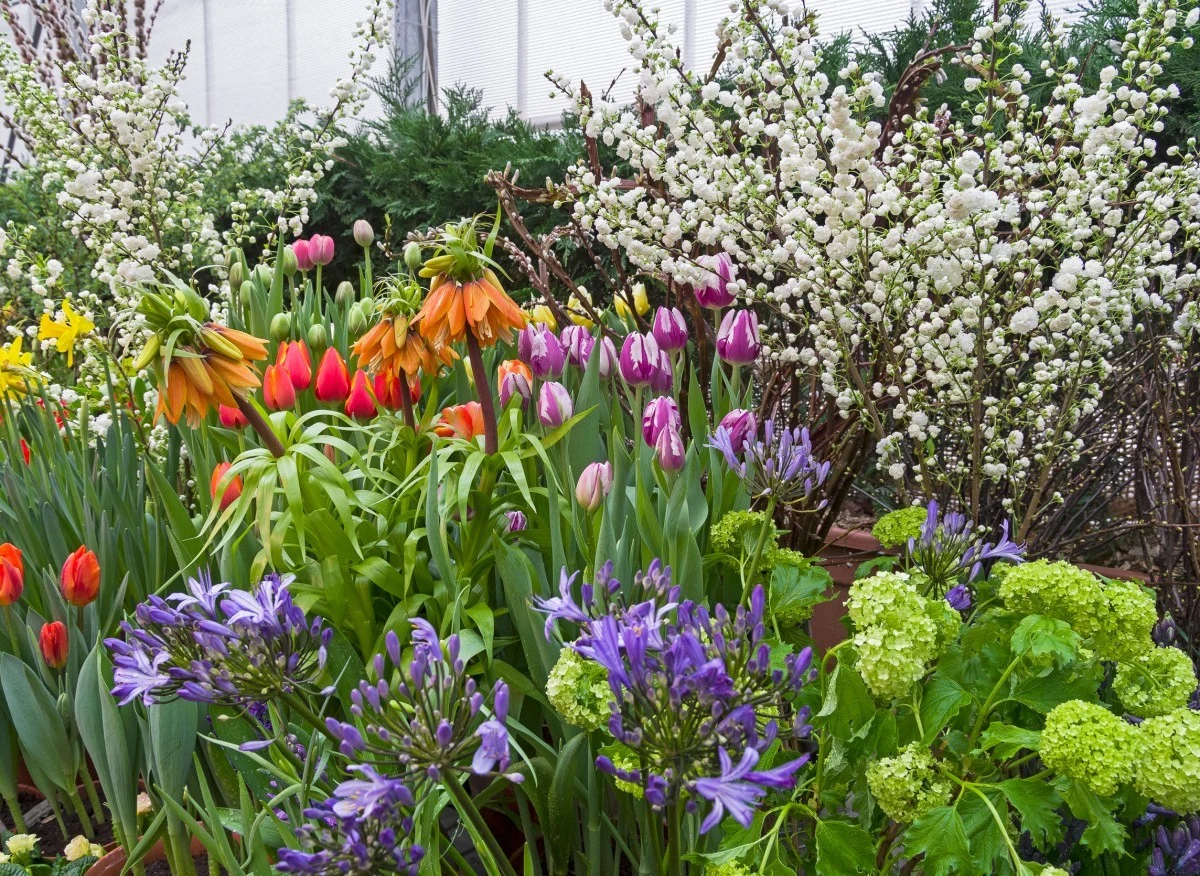 Korona cesarska pięknie ozdabia letnie rabaty