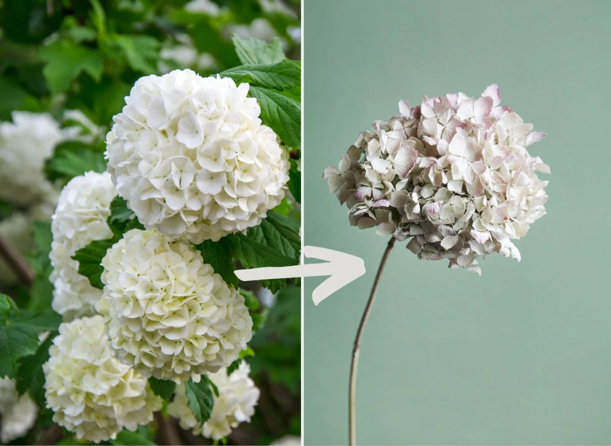 Suszenie kwiatów hortensji pozwala cieszyć się ich pięknem także po sezonie