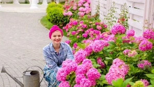 Sprawdź, jak, czym i do kiedy nawozić hortensje.