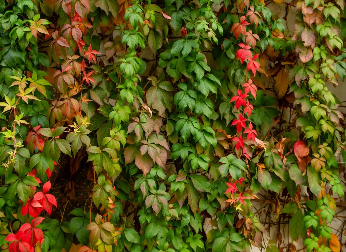 Dzikie wino jest efektowną ozdobą ogrodu