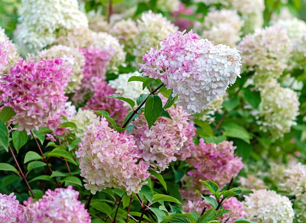 Kwiaty hortensji Pink Diamond wybarwiają się na różowo