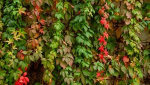 Dzikie wino jest efektowną ozdobą ogrodu.