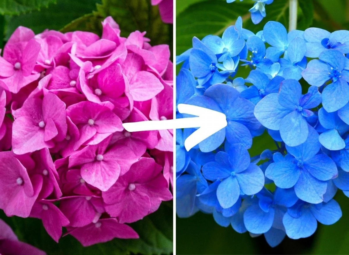 Istnieją sposoby, które pozwalają zmienić kolor hortensji