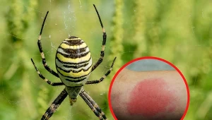 Pająk tygrysi to jeden z największych pajęczaków, które można spotkać na terenie naszego kraju.  Fot.123RFcom