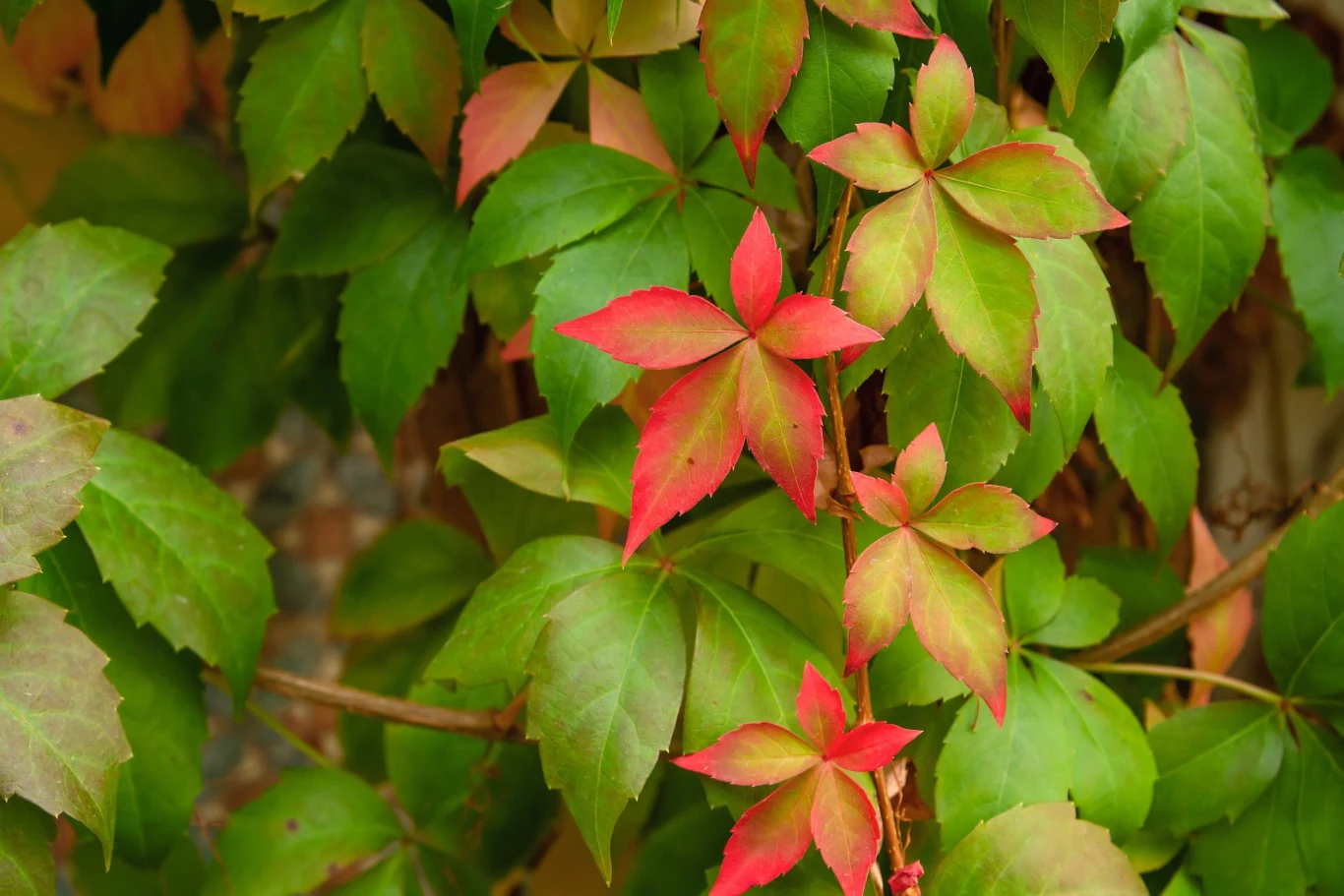 Winobluszcz wymaga podlewania jedynie w okresach suszy
