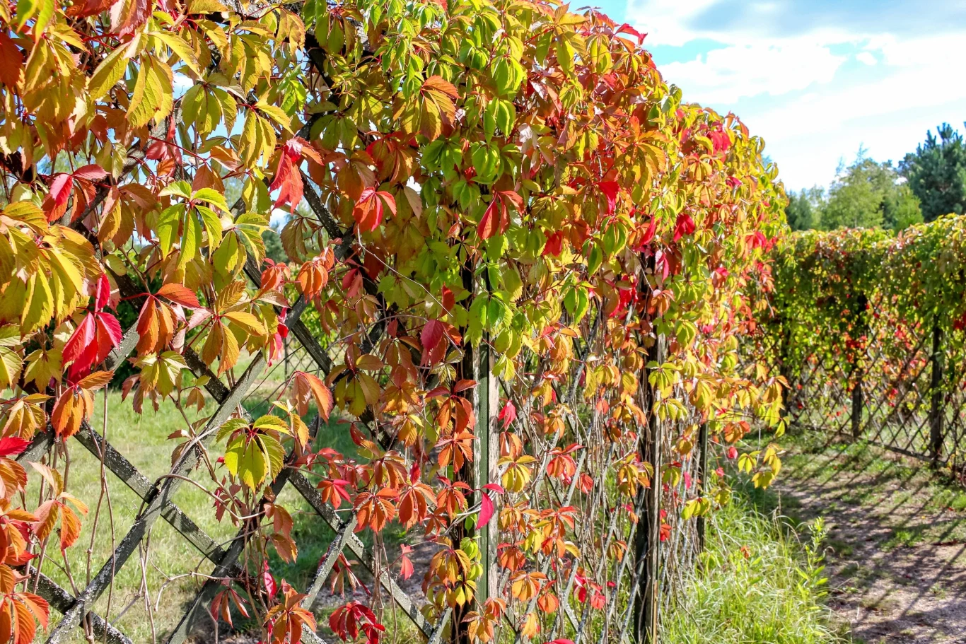 Chcąc by winobluszcz pięknie się przebarwiał, należy posadzić go na słonecznym stanowisku
