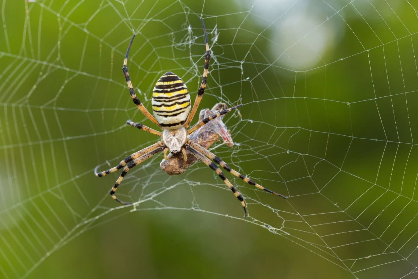 Tygrzyk paskowany najczęściej żywi się motylami, muchami i innymi owadami