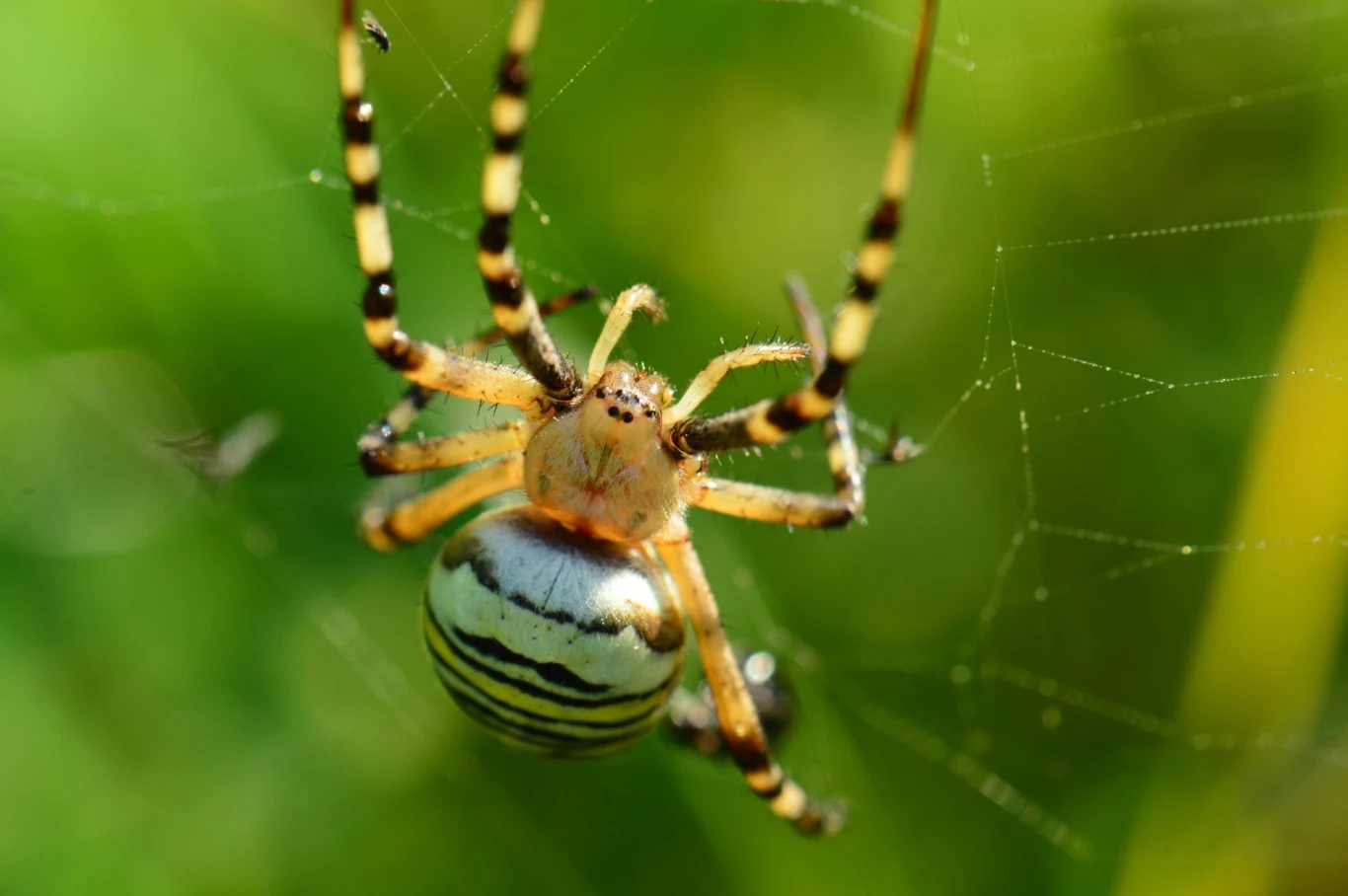 Chociaż tygrzyk paskowany jest jadowity, to jego ugryzienie nie stanowi żadnego zagrożenia dla życia lub zdrowia człowieka