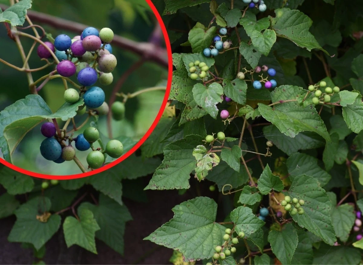 Owoce winnika zmiennego są podobne do winogrona, nie można ich jednak spożywać
