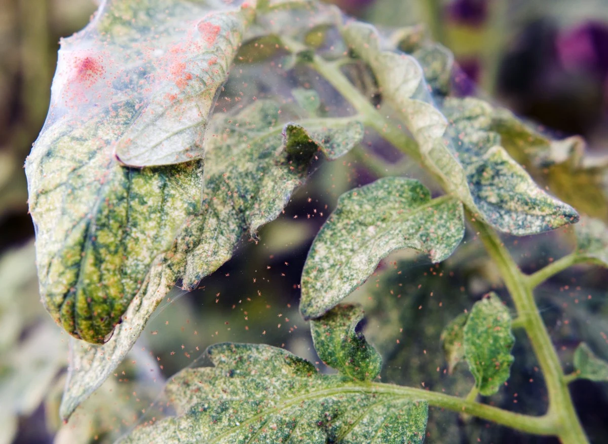 Przędziorek żeruje na roślinach domowych i ogrodowych