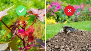 Toksyczne właściwości rącznika odstraszają krety i nornice.