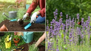 Najlepszą porą na sadzenie bylin jest wiosna lub jesień.