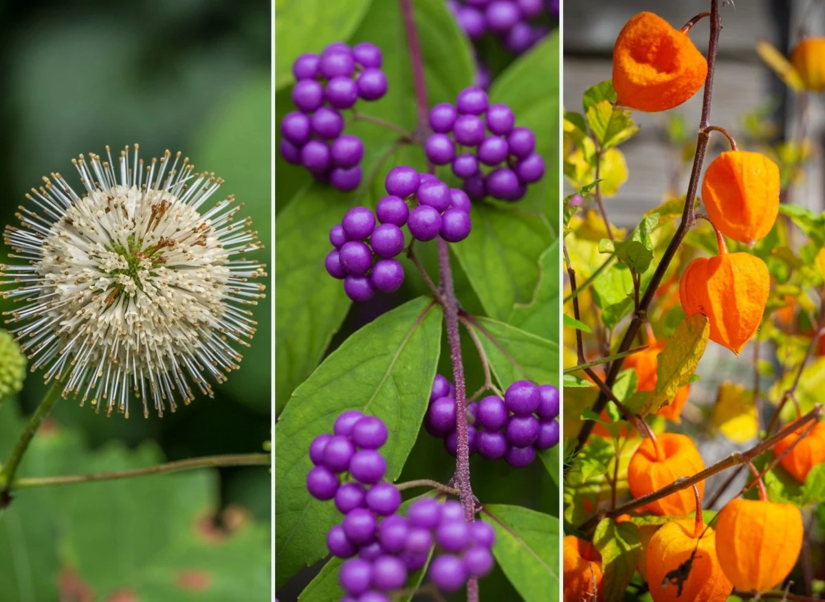 Te rośliny zachwycają swą oryginalnością