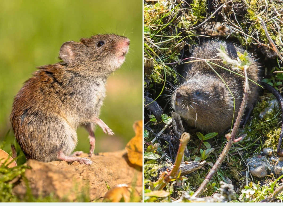 Gryzonie w ogrodzie nie sprzyjają estetyce i zdrowiu roślin ozdobnych czy grządek warzywnych