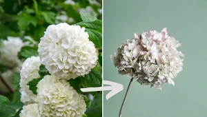 Suszenie kwiatów hortensji pozwala cieszyć się ich pięknem także po sezonie.