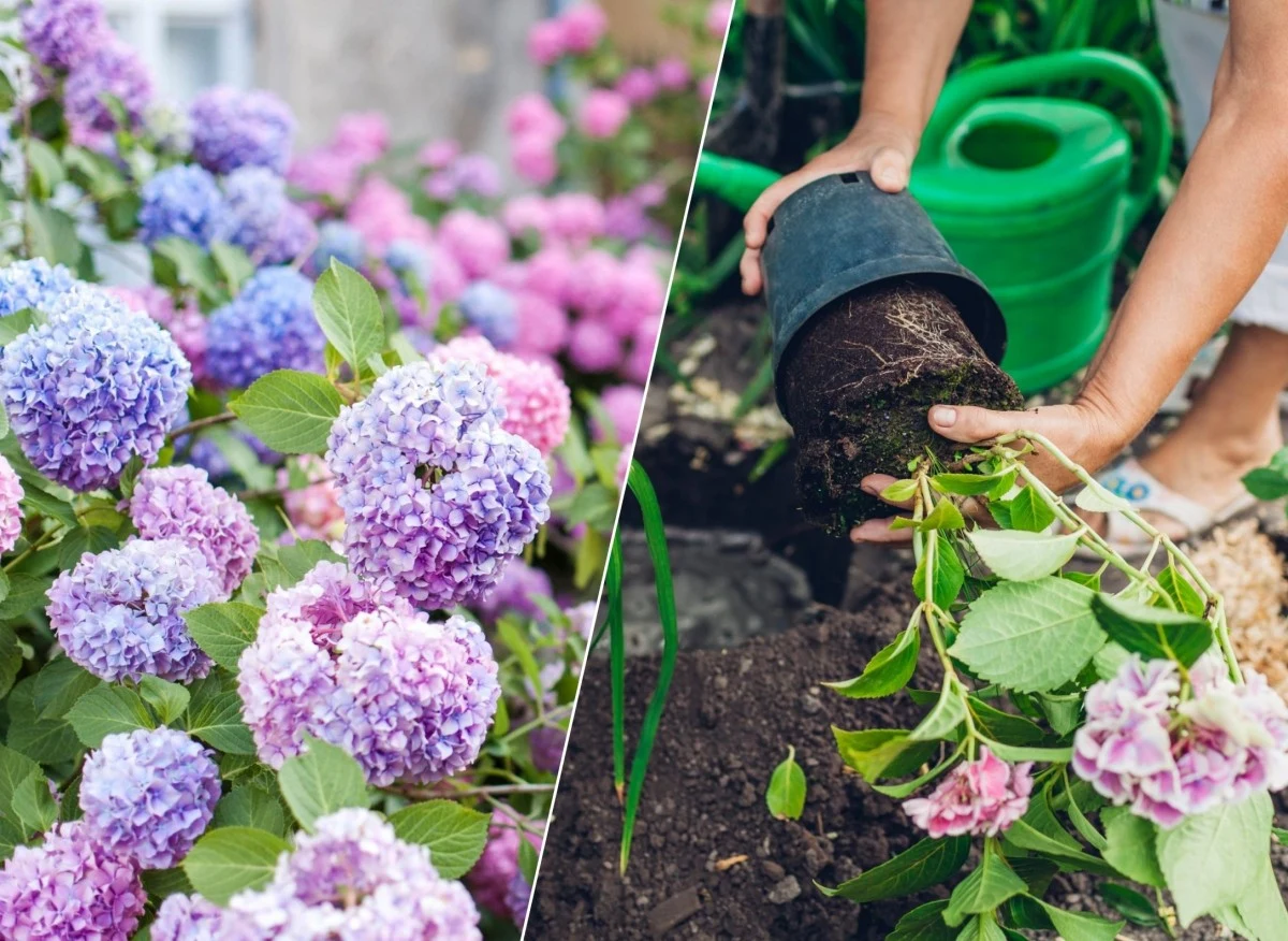 Kiedy powinno się sadzić hortensje