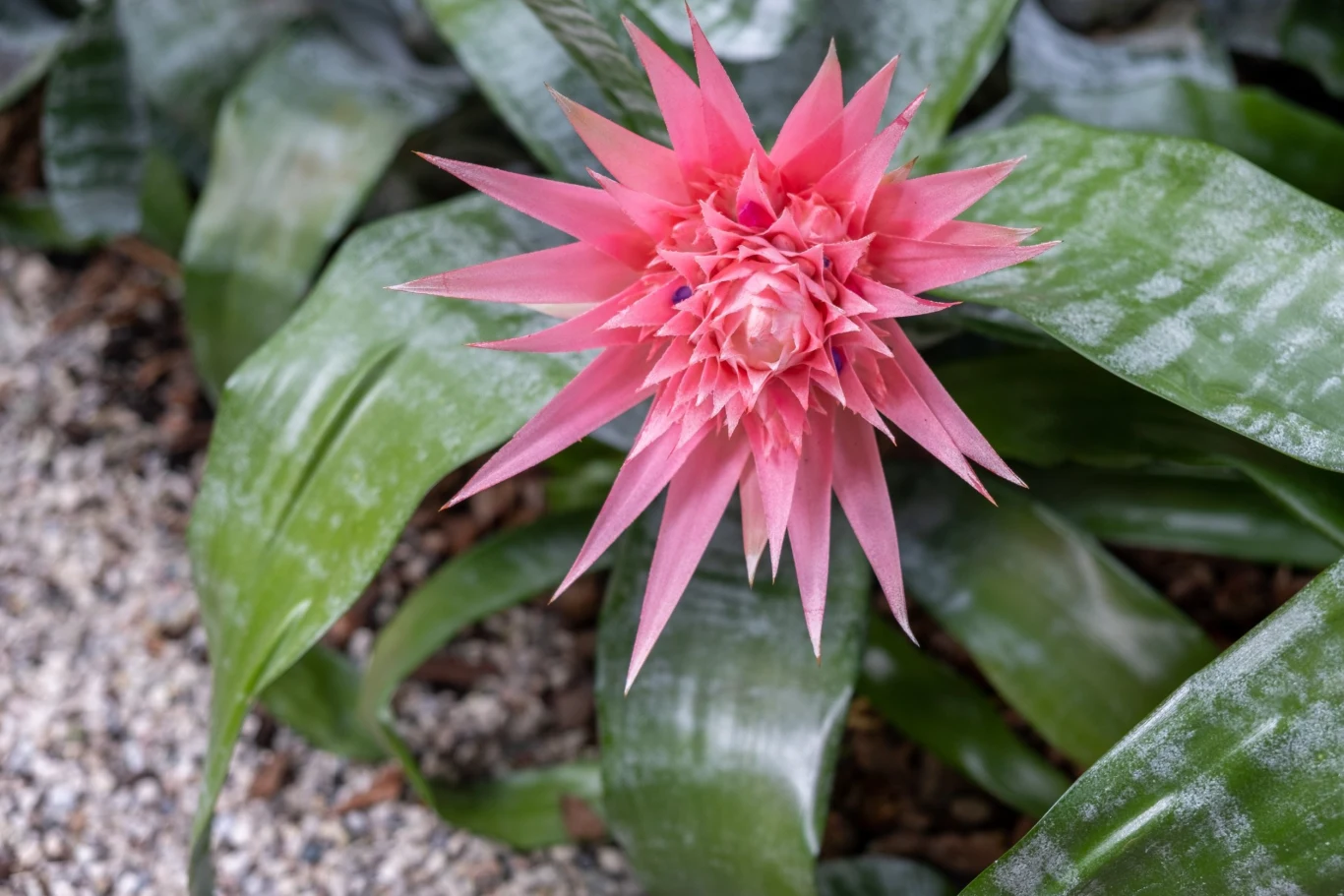 Echmea wstęgowata jest epifitem i w naturze rośnie na konarach drzew