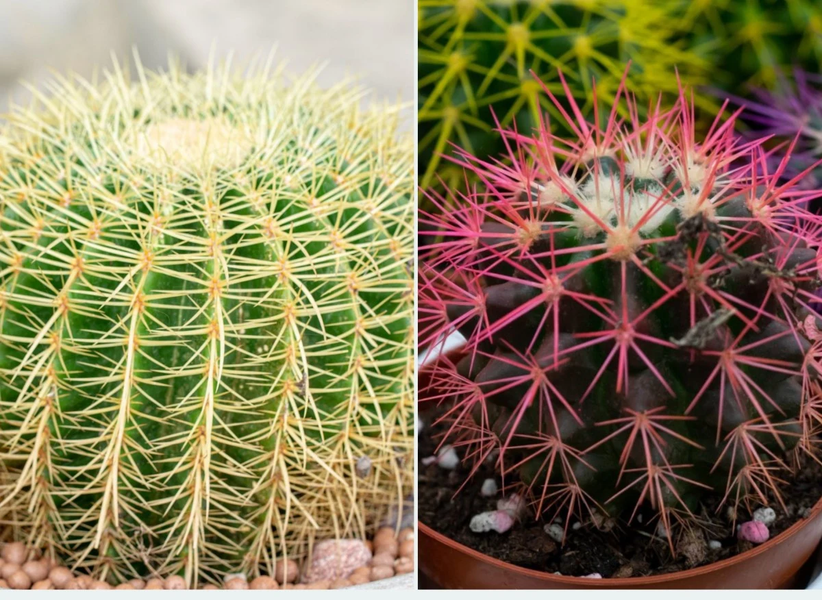 Echinocactus grusonii to uroczy sukulent, który urozmaici każdą, zieloną, egzotyczna kompozycję