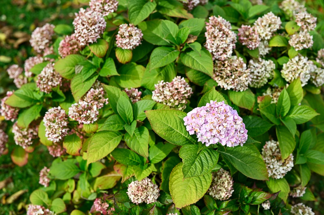Sposobem na zasuszenie kwiatów hortensji jest ich ścięcie po tym, jak już same zasuszą się na krzewie