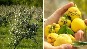 Wyjaśniamy, co sprawia, że pigwa nie owocuje.