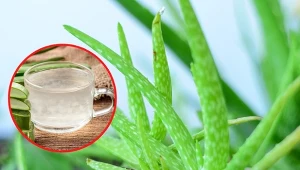 Aloes ma wiele zalet, jednak z jego spożywaniem nie można przesadzać.
