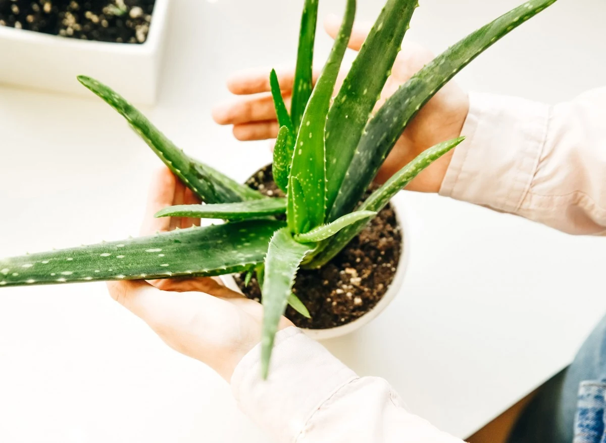 Aloes ma wiele właściwości zdrowotnych