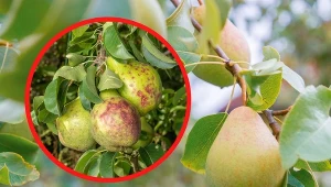 Grusze są dość delikatne i wrażliwe na patogeny chorobotwórcze.