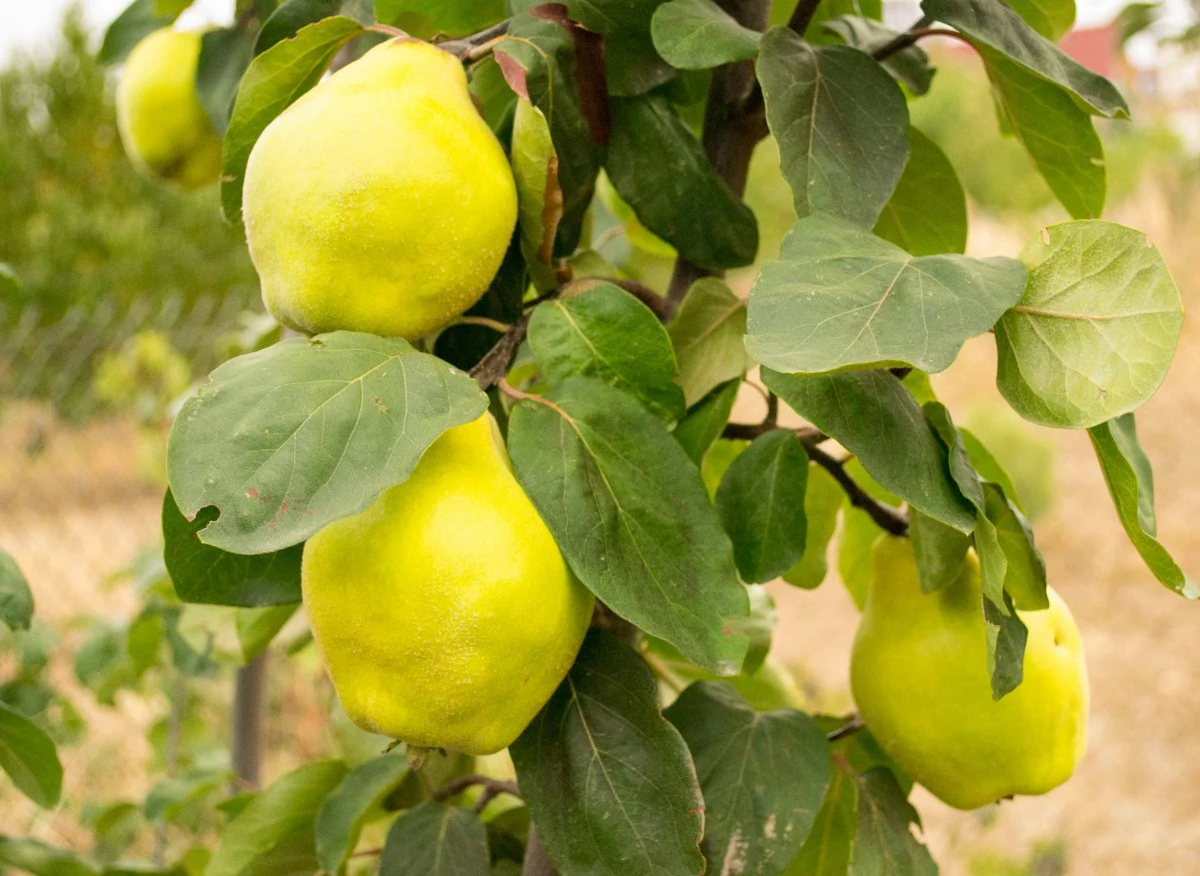 Pigwa pospolita występuje w kilku odmianach