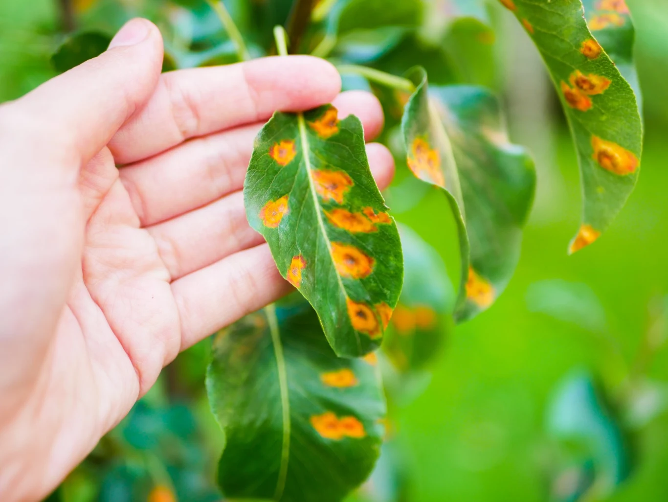 Rdza gruszy objawia się w postaci żółto-pomarańczowych plam