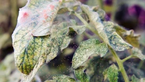 Przędziorek żeruje na roślinach domowych i ogrodowych.