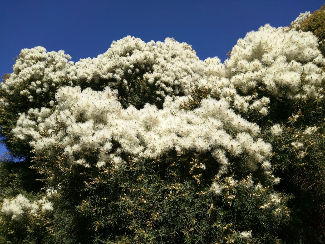 Olejek z drzewa herbacianego pozyskiwany jest z rośliny o nazwie melaleuka skrętolistna