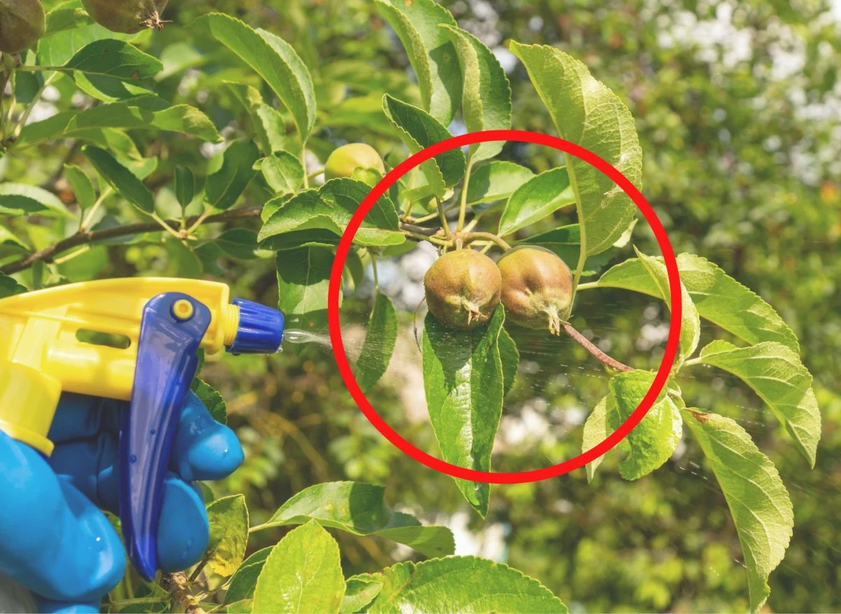 Termin oprysków na szkodniki zależy od gatunku insektów