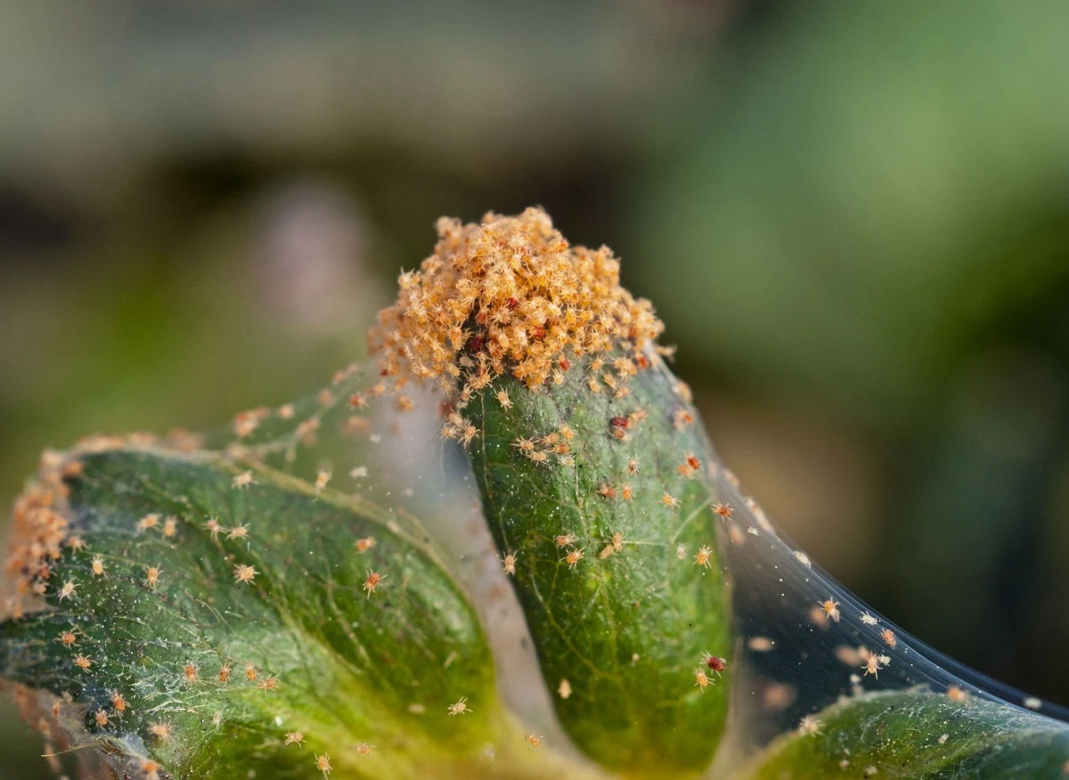 Przędziorki to niewielkie pajączki, które żerują na roślinach