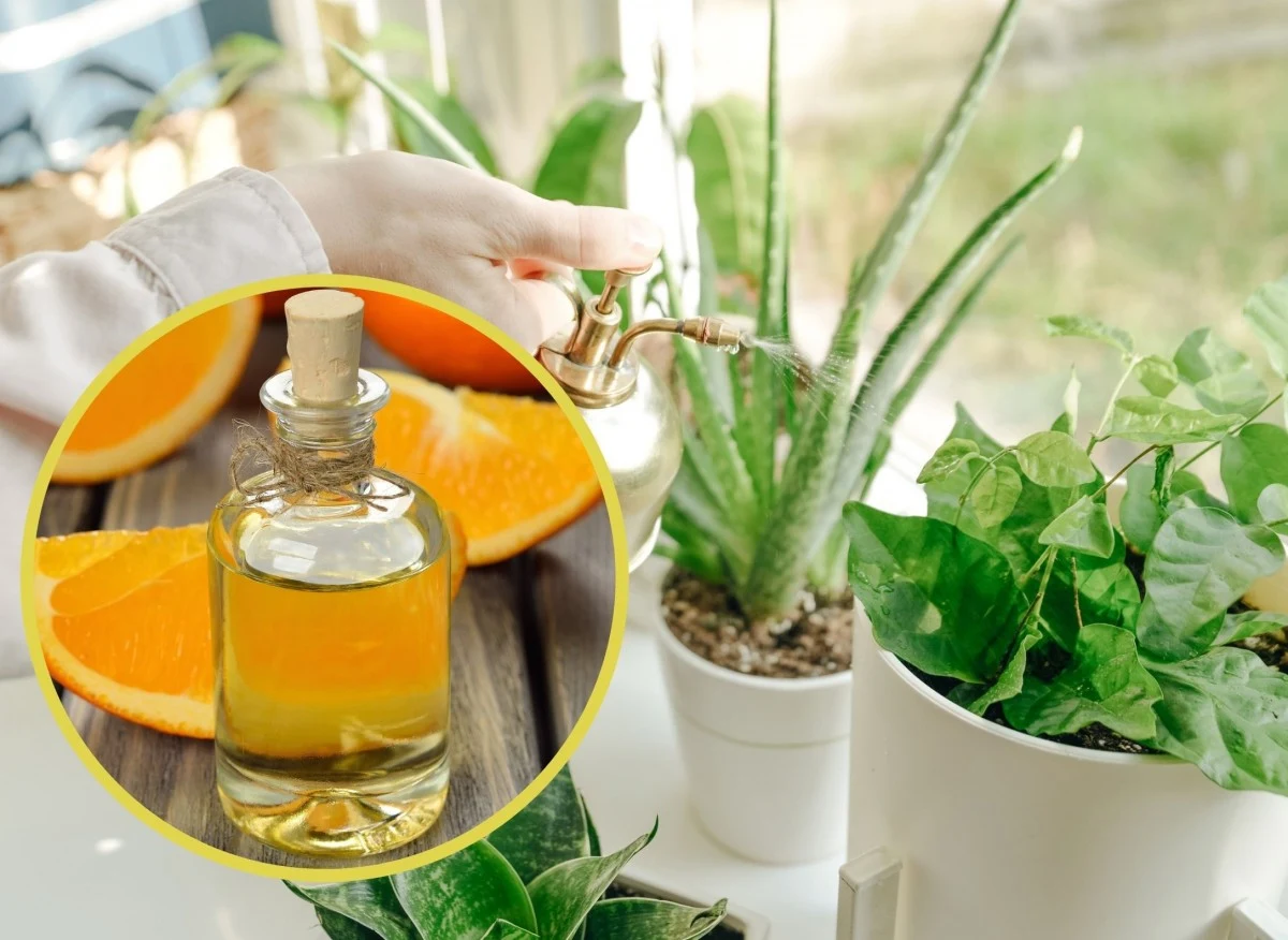 Olejek pomarańczowy sprawdza się jako skuteczny, a przy tym ekologiczny środek na insekty