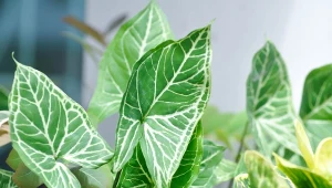 Zroślicha pięknie prezentuje się we wnętrzach.